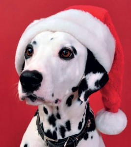 Dalmation Xmas